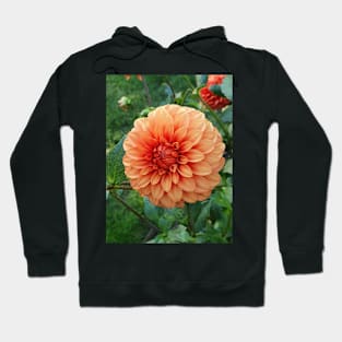 Orange Dahlia Hoodie